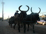 Driving oxcart at the celebration of the anniversary 