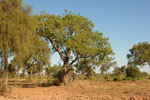 Bottle tree, <i>Ceiba chodatii</i>