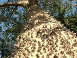 Stamm eines Flaschenbaums, <i>Ceiba chodatii</i>