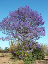 Palisanderholzbaum oder Jakaranda, <i>Jacaranda mimosifolia</i>