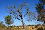 Bottle tree, <i>Ceiba chodatii</i>, im Winter