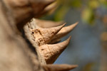 Thorns of a Bottle tree, <i>Ceiba chodatii</i>