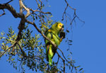 Turquoise-fronted parrot, <i>Amazona aestiva</i>