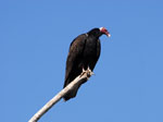 Cuervo cabeza roja (yryvu akã virãi), <i>Cathartes aura</i>