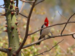 Red-crested cardinal, <i>Paroaria coronata</i>
