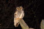 Tropical screetch-owl, <i>Megascops choliba</i>