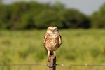 Burrowing owl, <i>Speotyto cunicularia</i>