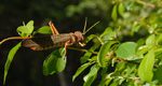 Giant grasshopper, <i>Tropidacris collaris</i>