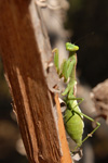 Praying mantis, Mantidae <i></i>