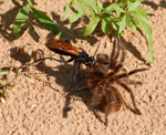 Spider-eating wasp, <i>Pepsis</i> spec.