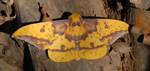 Imperial moth, <i>Eacles imperialis</i>
