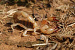 Scorpion, <i>Timogenes elegans</i>