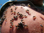 Abejas del sudor, Apidae <i></i>