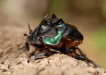 Scarab beetle, <i>Coprophanaeus bonariensis</i>