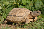 Chaco tortoise, <i>Chelonoidis chilensis</i>