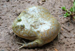 Budgett frog, <i>Lepidobatrachus laevis</i>