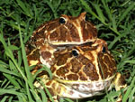 Chacoan horned frog, <i>Ceratophrys cranwelli</i>