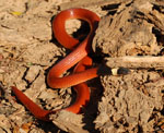 Reinhardt's burrowing snake, <i>Apostolepis assimilis</i>