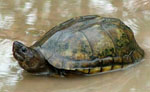 Scorpion mud turtle, <i>Kinosternon scorpioides</i>