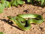 Culebra verde, <i>Philodryas aestivus</i>