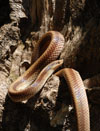 Banded pampas snake, <i>Phimophis vittatus</i>