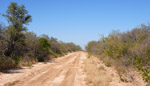 Chacoan dry forest in the north of Boquerón