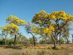 Caribbean trumpet trees, <i>Tabebuia aurea</i>,  flowering in the winter