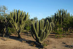 Huge toothpick cactus, <i>Stetsonia coryne</i>, near Rio Pilcomayo