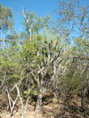 View into the thicket of the dry Chacoan forest