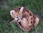 Puma (jaguapytã), <i>Puma concolor</i>
