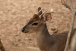 Gray brocket deer, <i>Mazama gouazoubira</i>