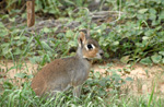 Conejo de palo o Mara del Chaco (tapiti boli), <i>Dolichotis salinicola</i>