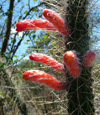 Firecracker cactus, <i>Cleistocactus baumannii </i>