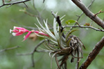 Tillandsie, <i>Tillandsia recurvifolia</i>
