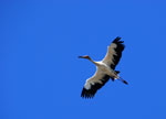 Maguari stork, <i>Ciconia maguari</i>