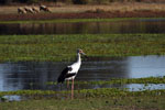 Maguari stork, <i>Ciconia maguari</i>