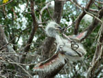 Kuhreiher, <i>Ardea ibis</i>