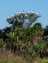 Wood storks, <i>Mycteria americana</i>