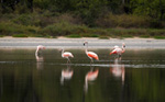 Flamingos, <i>Phoenicopterus chilensis</i>
