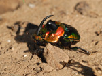 Escarabajo, <i>Sulcophanaeus imperator</i>