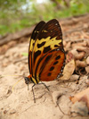 Tigerwing butterfly, <i>Tithorea harmonia</i>