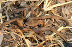 Tarántula, Lycosidae