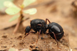 Queen of a leaf-cutting ant, Formicidae <i></i>