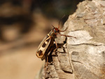 Blister beetle, Meloidae