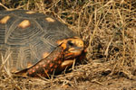 Red-footed tortoise, <i>Chelonoidis carbonaria</i>