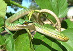 Parrot snake, <i>Leptophis ahaetulla