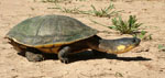 Large-headed Pantanal swamp turtle, <i>Acanthochelys macrocephala</i>