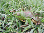 Paradoxical frog, <i>Pseudis paradoxa</i>
