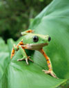 Orange-legged leaf-frog, <i>Phyllomedusa hypochondrialis</i>