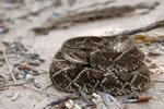 South American rattlesnake, <i>Crotalus durissus terrificus</i>